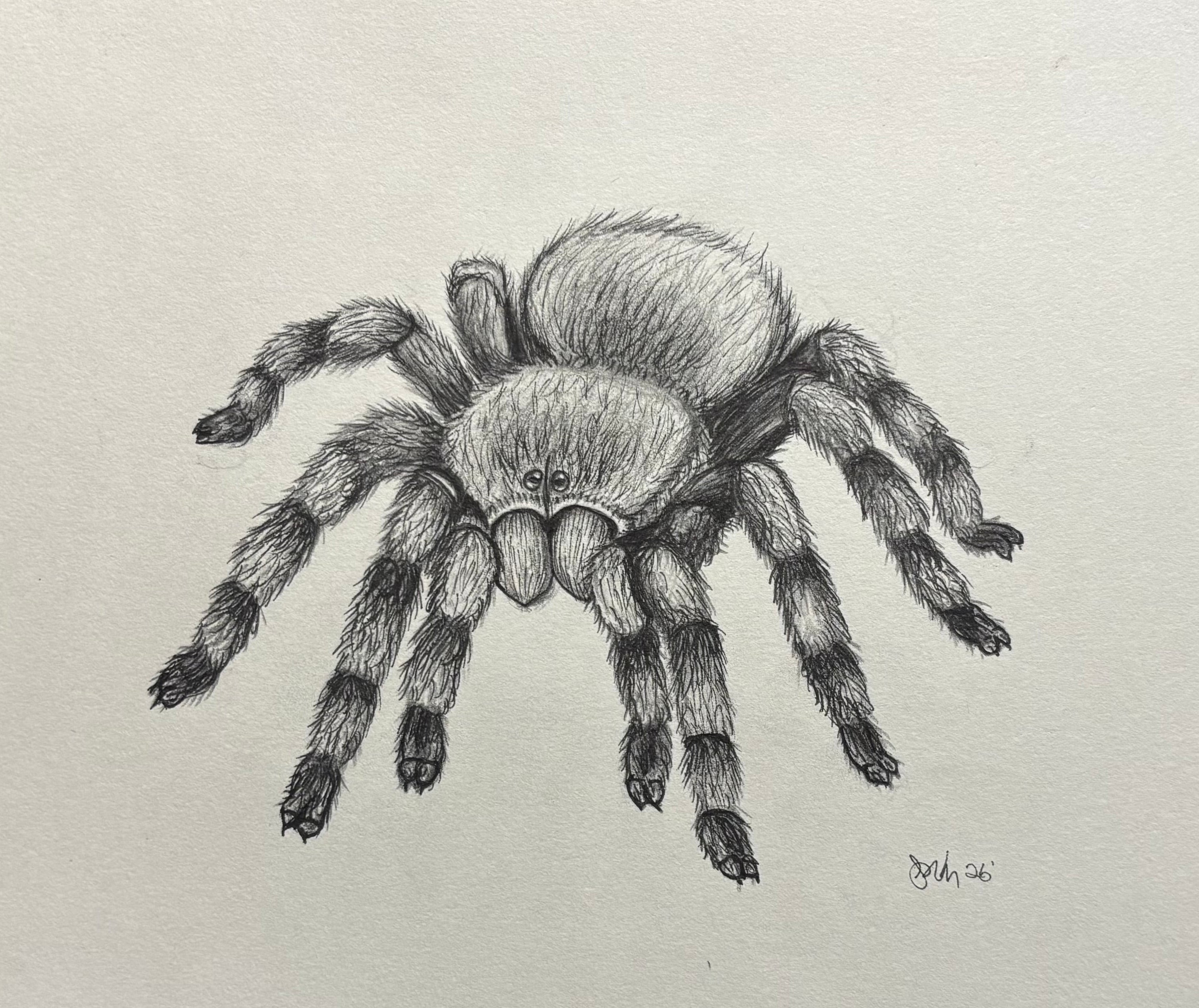 "Mexican Red Knee" Print 8x10