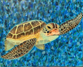 "Sea Turtle" Print 8.5x11